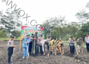 Dukung Swasembada Pangan, Polres Jayawijaya Tanam Jagung  2  Hektar