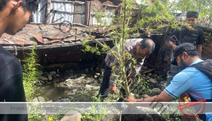 Polres Jayawijaya Sita Pohon Ganja Milik Warga di Wouma