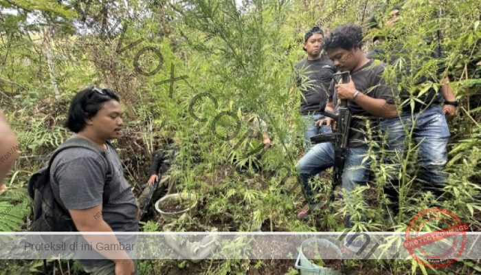 Polres Jayawijaya Ringkus Pelaku Curanmor dan Kepemilikan Ganja