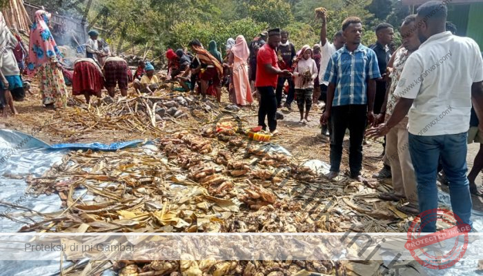 Sambut Idul Fitri dengan Tradisi Bakar Batu di Kampung Apenas, Papua Pegunungan