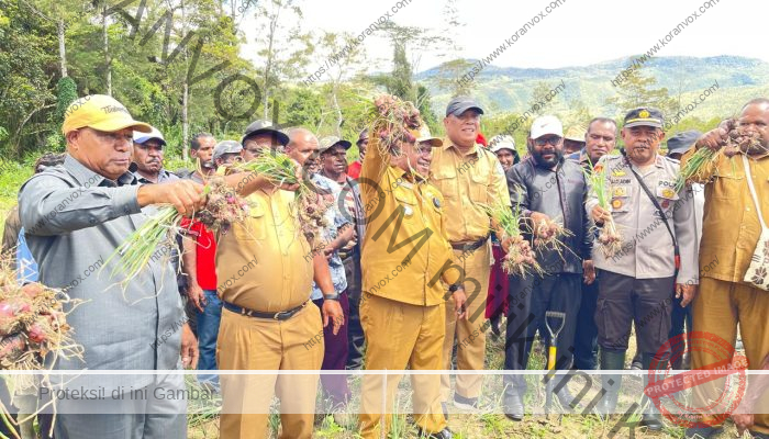 Wakil Bupati Jayawijaya Giat Panen Bawang Merah di Kampung Algonik Pyramit