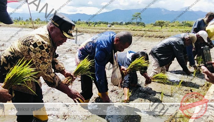 Wabup Ronny Elopere Tanam Padi di Kampung Hubikosi: Wujud Kemandirian Pangan