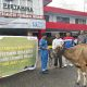 Rayakan Idul Adha 1446 H, Pertamina Patra Niaga Regional Papua Maluku Salurkan 136 Hewan Kurban ke Masyarakat
