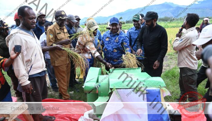 Wagub Ones Pahabol Hadiri Panen Raya Padi di Kampung Arogolik