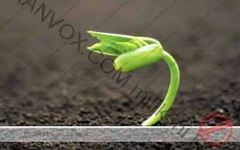 Kematian sebagai “Jalan” untuk Menghasilkan Buah Banyak